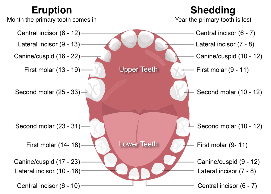 The Order Of Eruption Of Molars In Children 