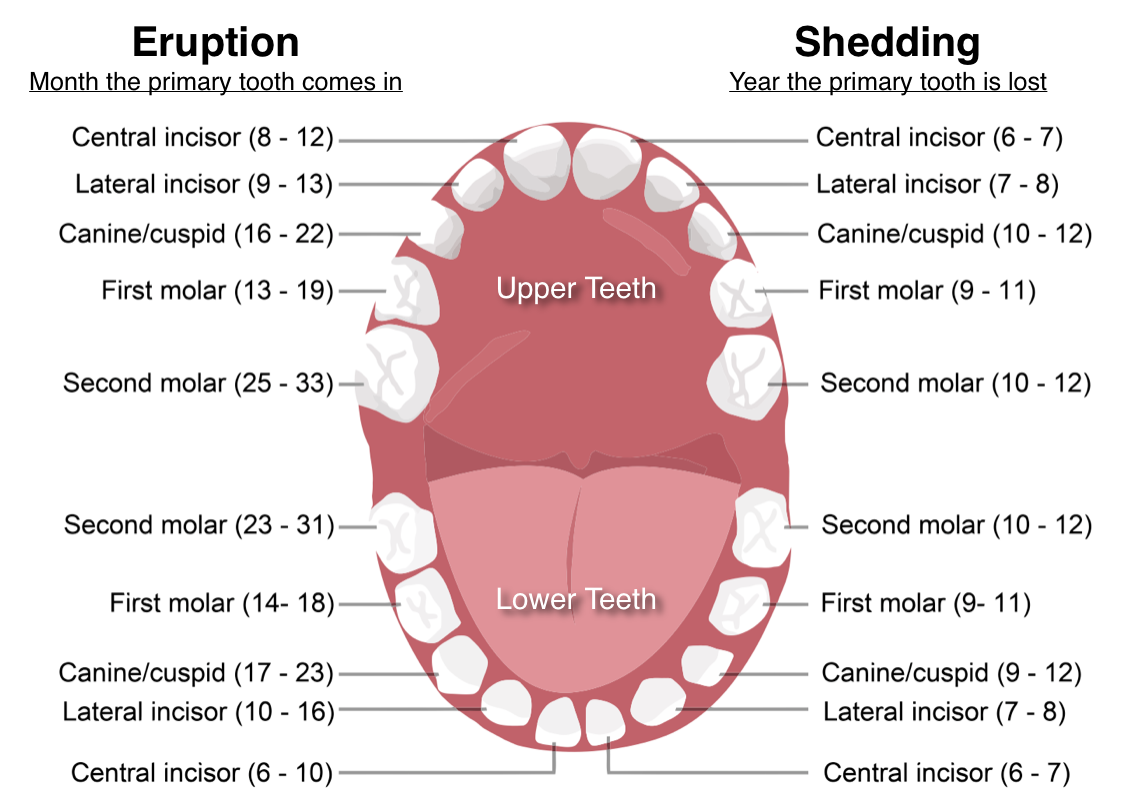 Baby Teeth The Age They Fall Out The Sequence Of Losing Them And Some 