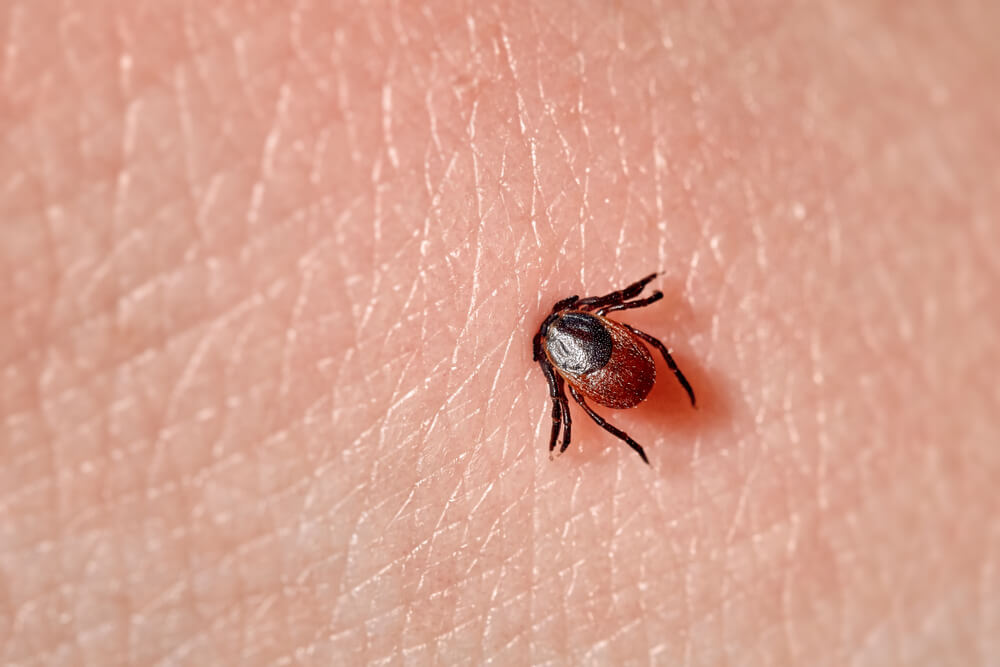 what does a tick look like
