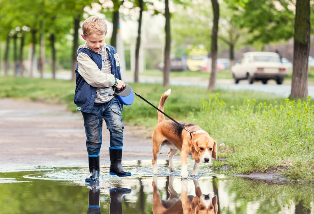 What Is Walking The Dog What Is Walking The Dog