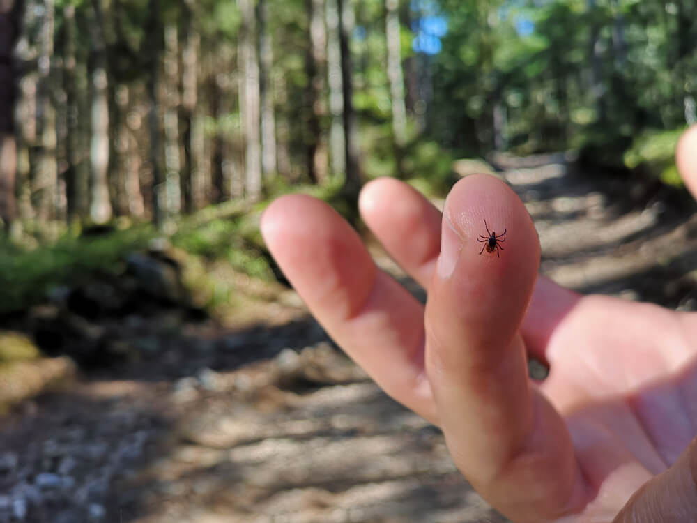 normal tick bite vs lyme